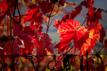 Red leaves of the vineyard.