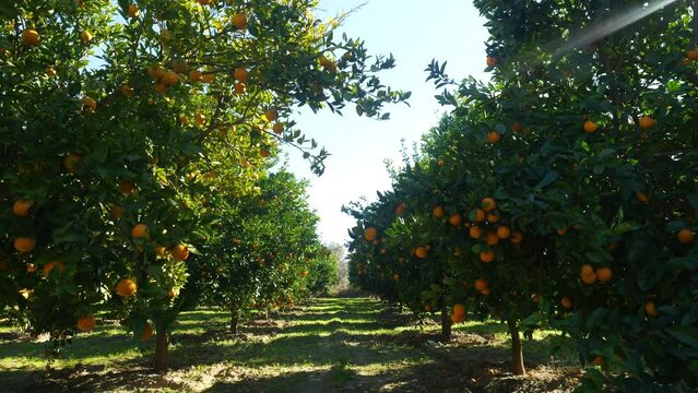 orange trees growing in a citrus orchard in the Mediterranean. citrus garden, fresh crops. fresh ripe fruits