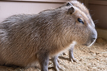 close up of a capybara