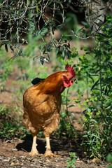 Tau Vang Rooster, Shining Brightly as a Symbol of Farmstead Prestige