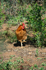 Tau Vang Rooster, Gracefully Displayed in the Rural Environment