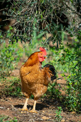 Rural Grandeur: Tau Vang Rooster, Exuding Regal Presence in the Open Air of the Farm