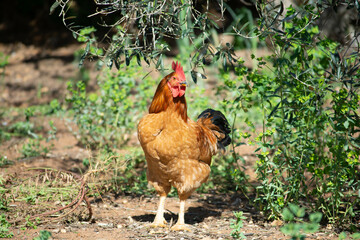Golden Splendor: Tau Vang Rooster, Radiant and Majestic in the Outdoor Farm Setting