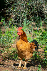Farmyard Majesty: Tau Vang Rooster, Symbol of Beauty and Authority Amidst Nature