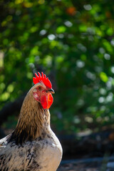 Sussex Rooster Keeping Watch Over the Fields in the Farmstead