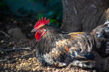 Magnificent Black Jersey Giant Rooster Reigning Over the Farmstead
