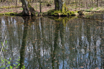 Reflection of forest trees in the river during a spring flood