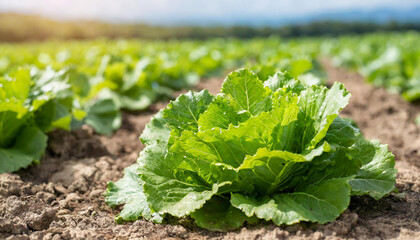 Growing lettuce leaves, farm field background, organic food concept