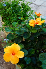 Orange and red hibiscus flower in bloom