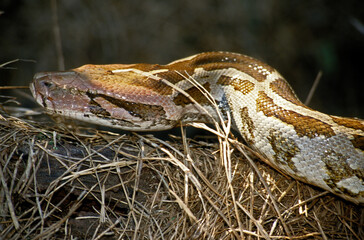 Python molure; phyton molurus; Inde