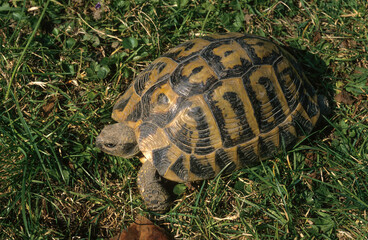 Tortue d'Hermann; testudo hermanni