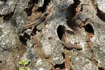 Lézard vivipare; lacerta vivipara