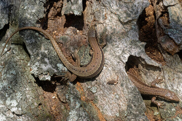 Lézard vivipare; lacerta vivipara