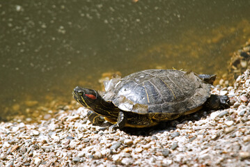 Tortue de Floride; trachemys scripta elegans