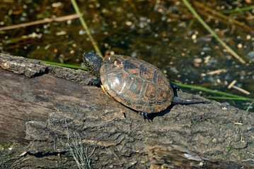 Cistude d'Europe, European Pond Terrapin, Emys orbicularis, Chordata Testudines