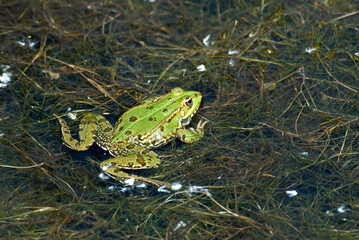 Grenouille verte; rana latastei
