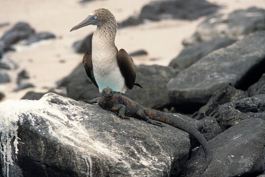 Fou à pieds bleus,.Sula nebouxii, Blue footed Booby, Iguane marin; imblyrhynchus cristatus; Archipel des Galapagos