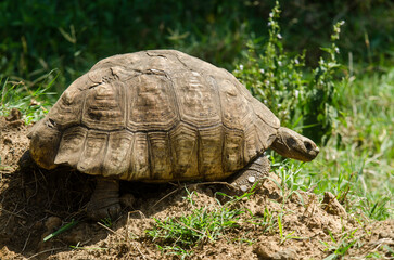 Fototapeta premium Tortue léopard, Stigmochelys pardalis, Tanzanie