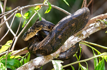 Obraz premium Boa de Madagascar, Acrantophis madagascariensis, Madagascar