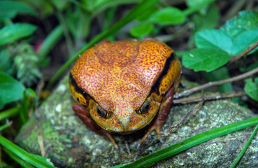Obraz premium Crapaud rouge de Madagascar, Dyscophus antongilii, Madagascar
