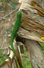 Gecko de Madagascar, Phelsuma madagascariensis, Madagascar
