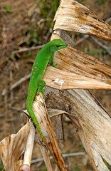 Gecko de Madagascar, Phelsuma madagascariensis, Madagascar