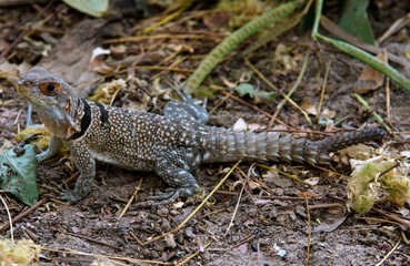Oplurus de Cuvier, iguane à queue épineuse, Oplurus cuvieri, Madagascar