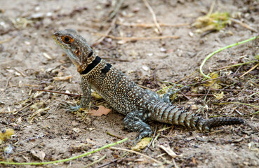 Obraz premium Oplurus de Cuvier, iguane à queue épineuse, Oplurus cuvieri, Madagascar