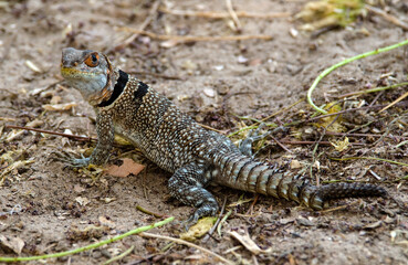 Obraz premium Oplurus de Cuvier, iguane à queue épineuse, Oplurus cuvieri, Madagascar