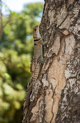 Obraz premium Oplurus de Cuvier, Oplurus cuvieri, Madagascar