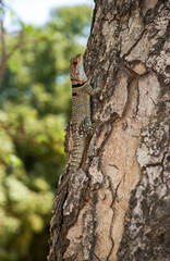 Oplurus de Cuvier, Oplurus cuvieri, Madagascar