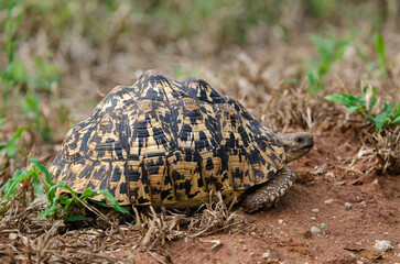 Tortue léopard, Stigmochelys pardalis, Tanzanie