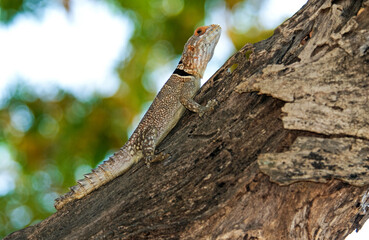 Oplurus de Cuvier, iguane à queue épineuse, Oplurus cuvieri, Madagascar