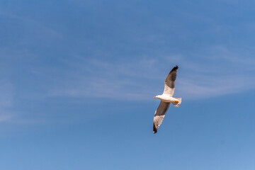 Gaviota en las Islas Cíes, Galicia.