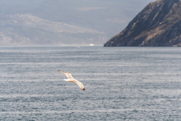 Fototapeta premium Gaviota en las Islas Cíes, Galicia.