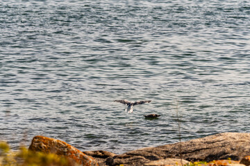 Gaviota en las Islas Cíes, Galicia.