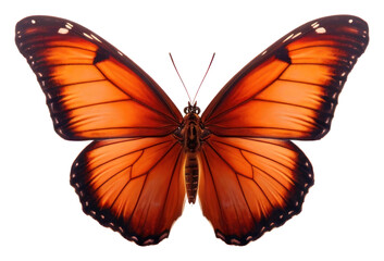 PNG Butterfly animal insect white background. AI generated
