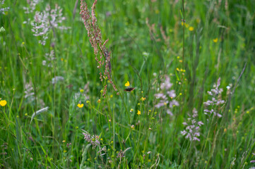 A butterfly in a green meadow