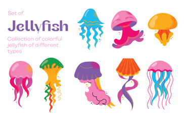 Collection of gorgeous marine animals jellyfish isolated on white background. Bundle sea jellies medusa of various types. Ocean fauna, aquatic creatures. Flat cartoon colorful vector illustration.