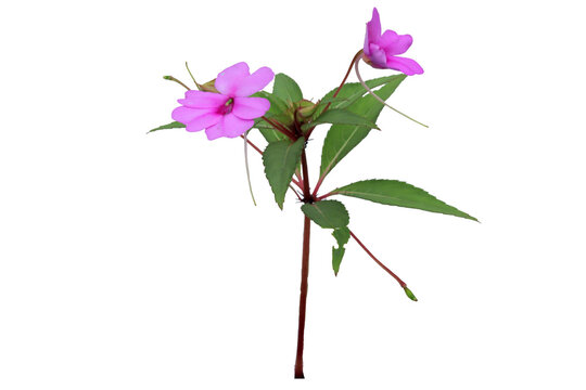 close up of water henna plant or Impatiens balsamina isolated on transparent background png