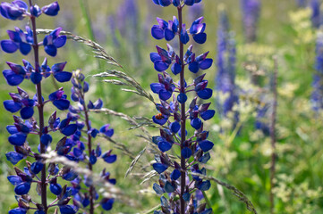 Purple flowers and a ladybug  in a green meadow