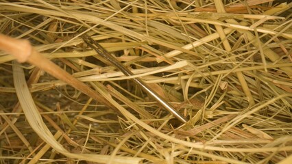 Closeup of a needle in haystack. Macro photography.