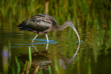 Glossy Ibis
