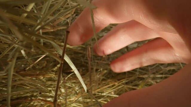 Hand looking for a needle in a haystack. Macro photography.