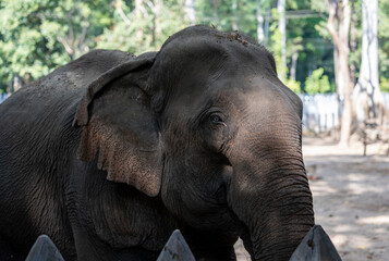 A portrait of an Asian elephant taken in Luang Prabang, Southeast Asia.