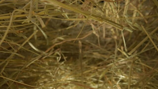 Closeup of a needle in haystack. Macro photography.
