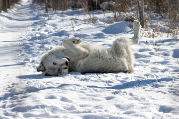 silly wolf rolling around on his back playing in the snow