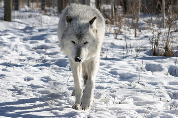 Obraz premium wolf walking straight towards camera in the snow with forest trees in background 