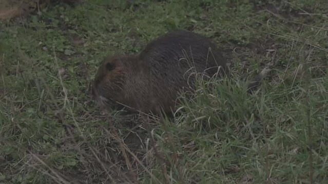 Nutria