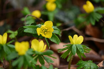 Frühblüher - Winterlinge in voll Blüte